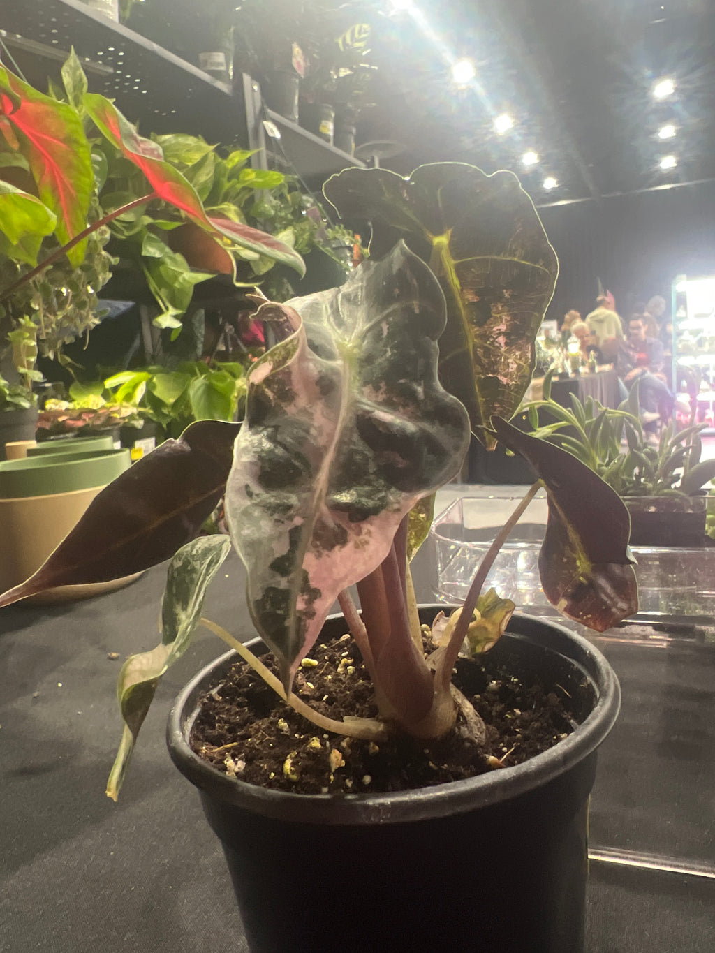 Alocasia polly4”