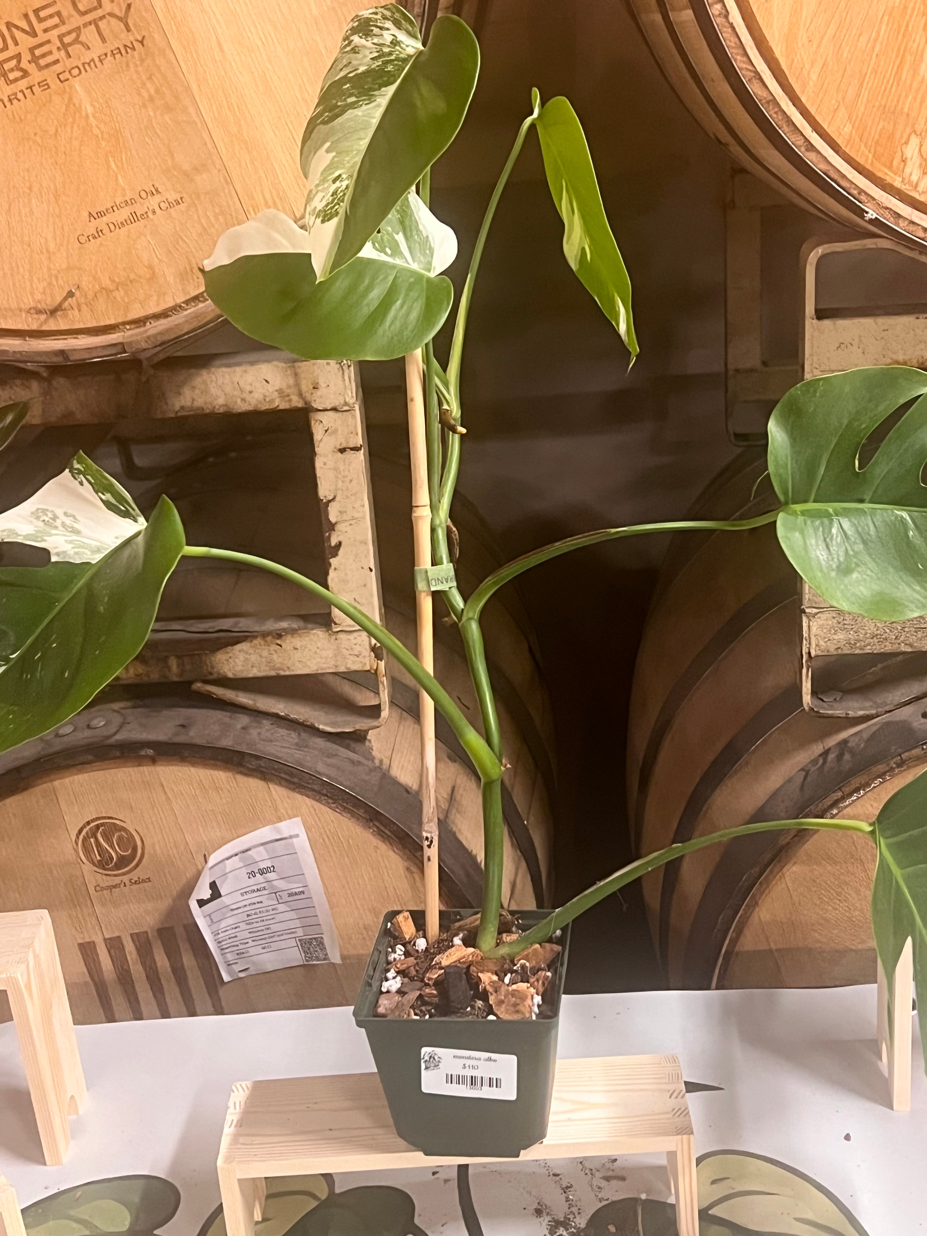 Monstera albo