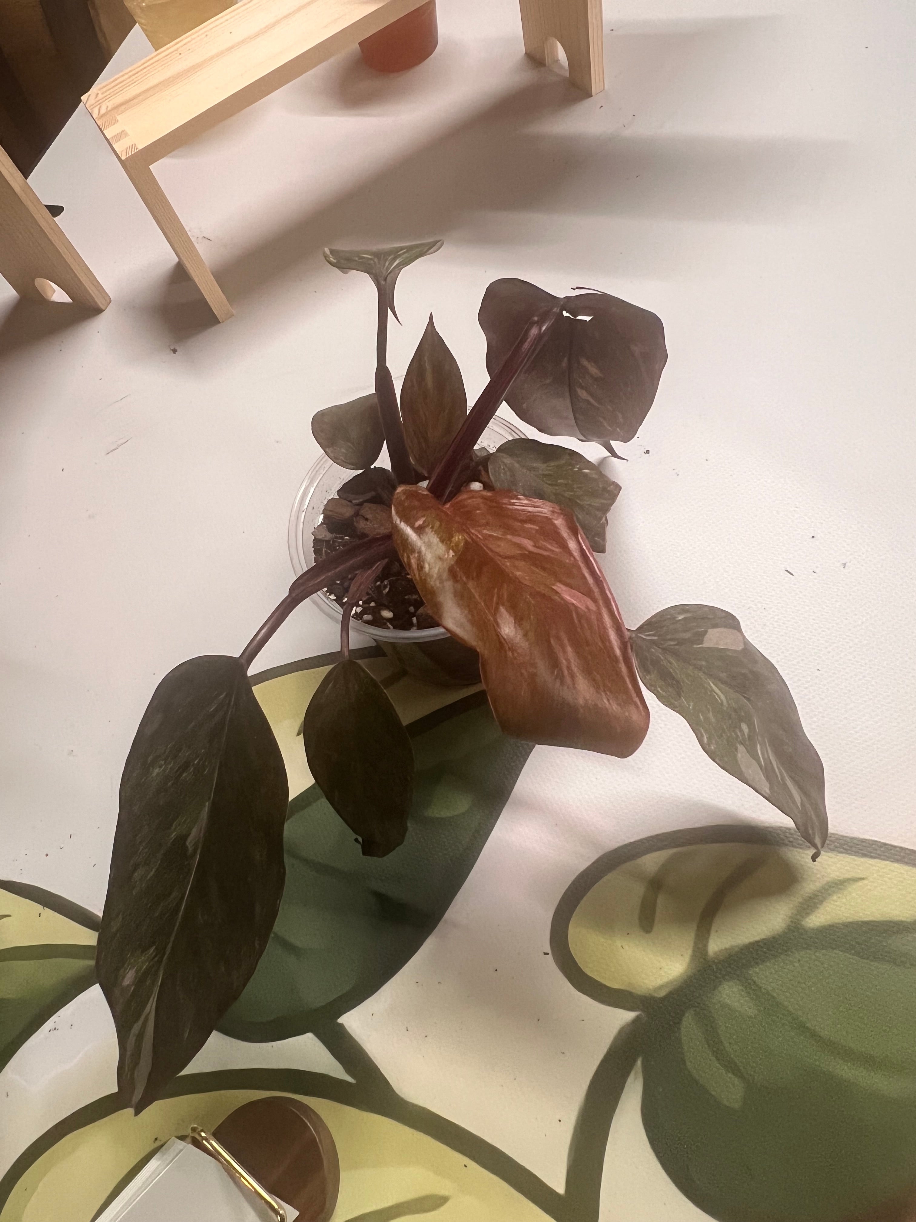 Mccoys finale philodendron 4”