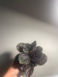 Calathea dottie 4”
