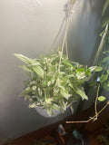 White tradescantia HB