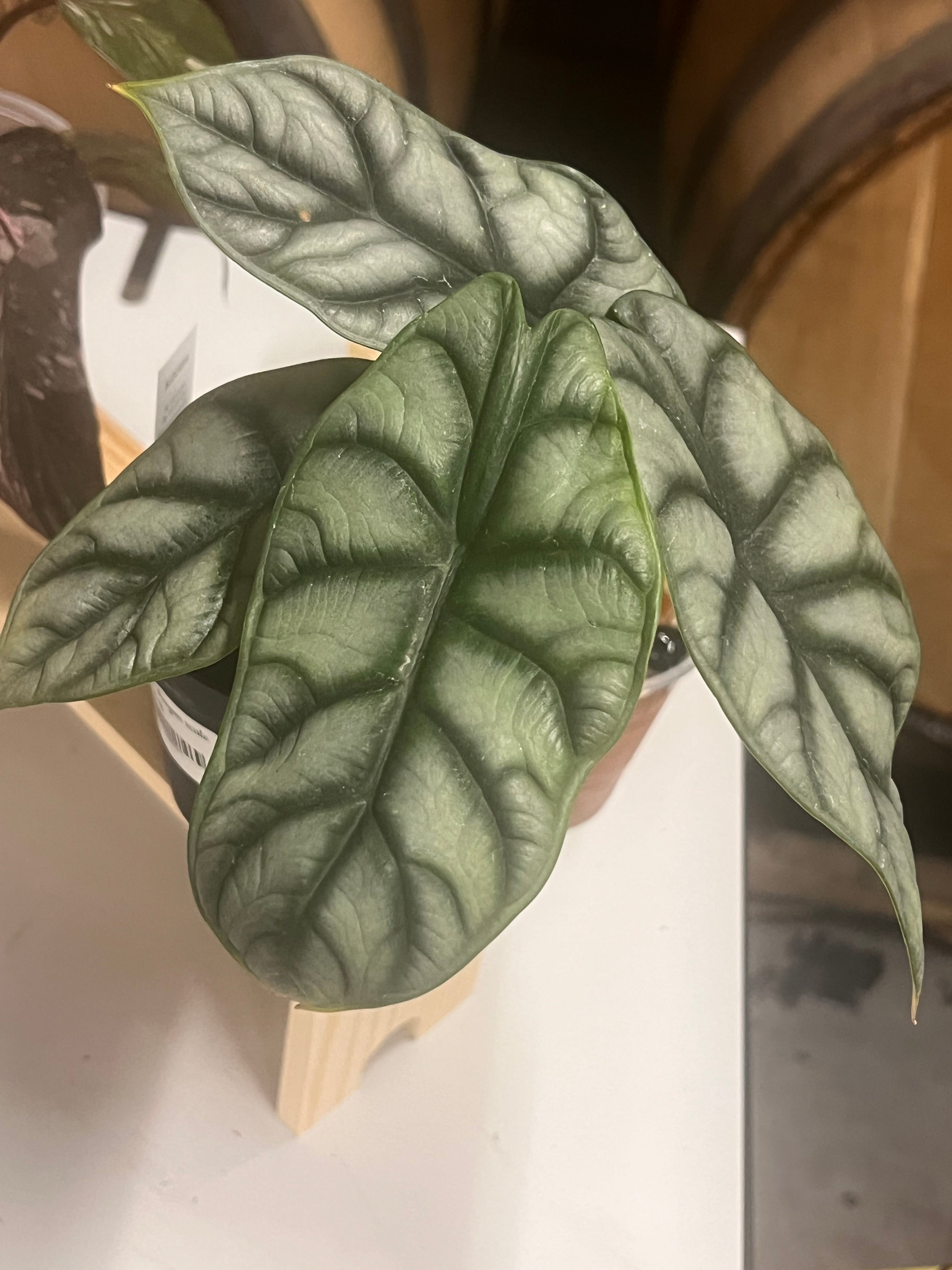 Alocasia dragon scale 4”