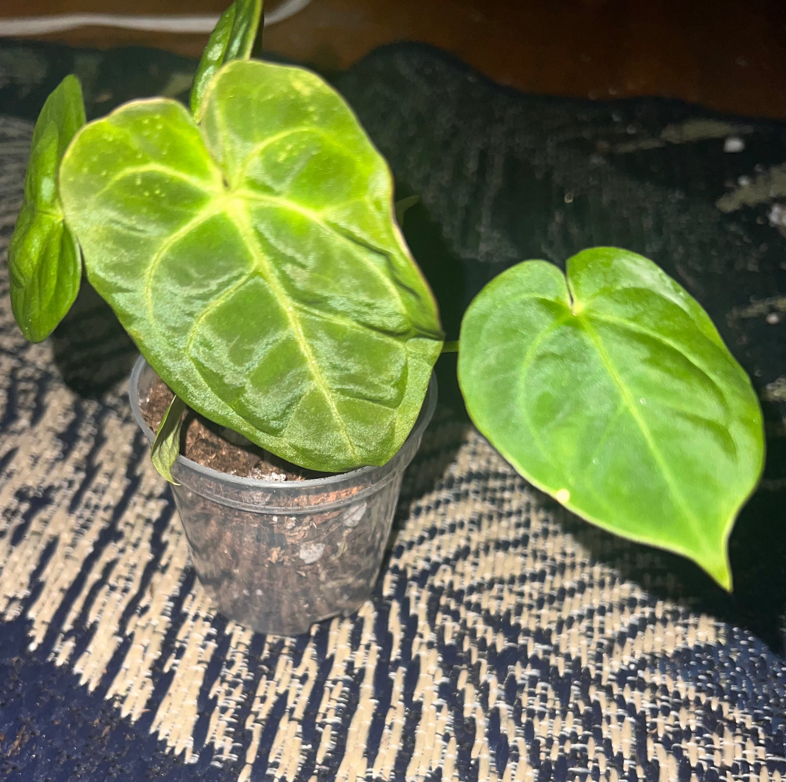 Anthurium silver chrome x pap gy