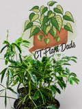 Mimosa sensitive plant