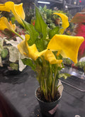 4” calla lily