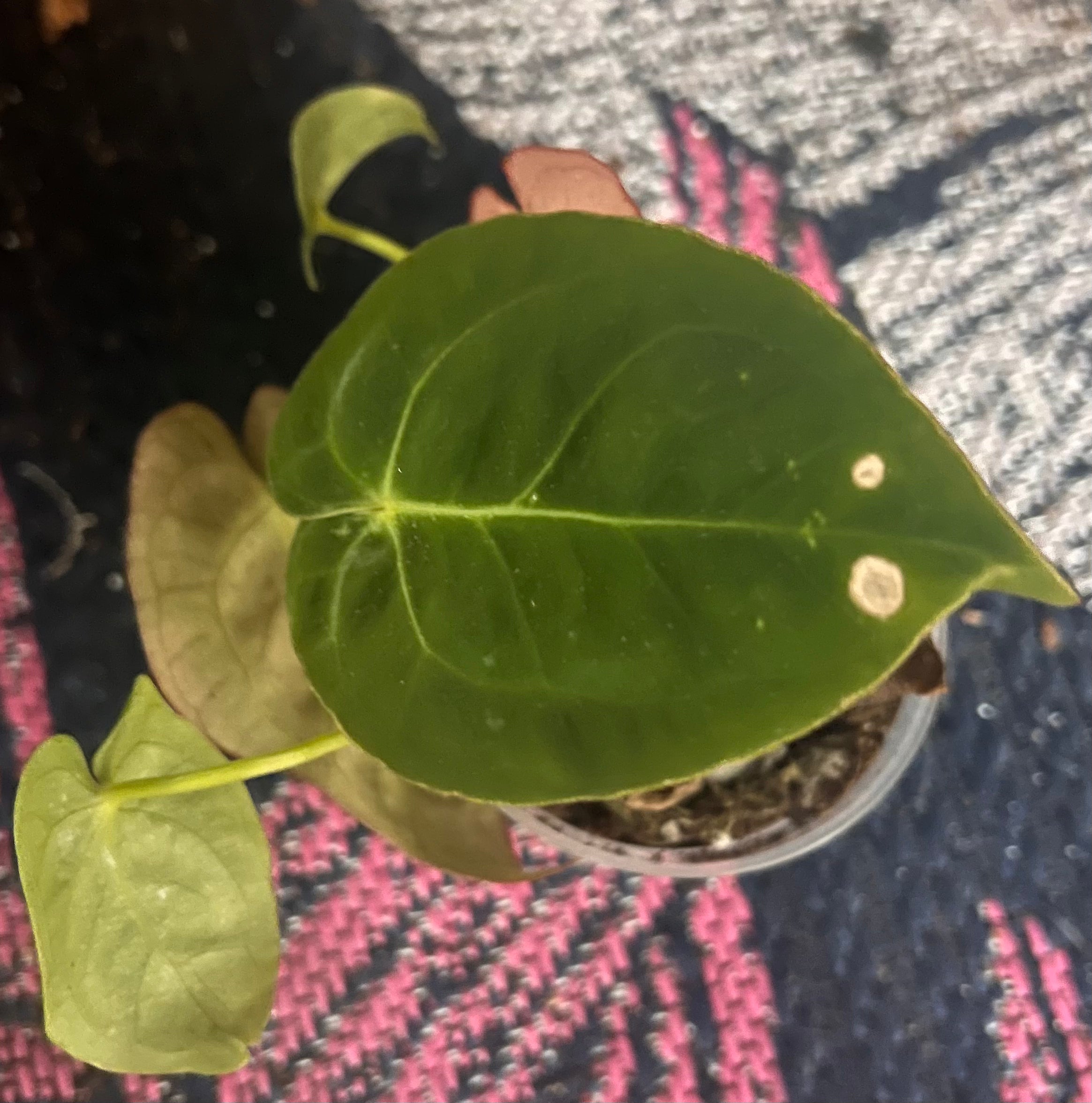 Anthurium silver chrome x pap gy