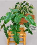 7” philodendron mottled dragon