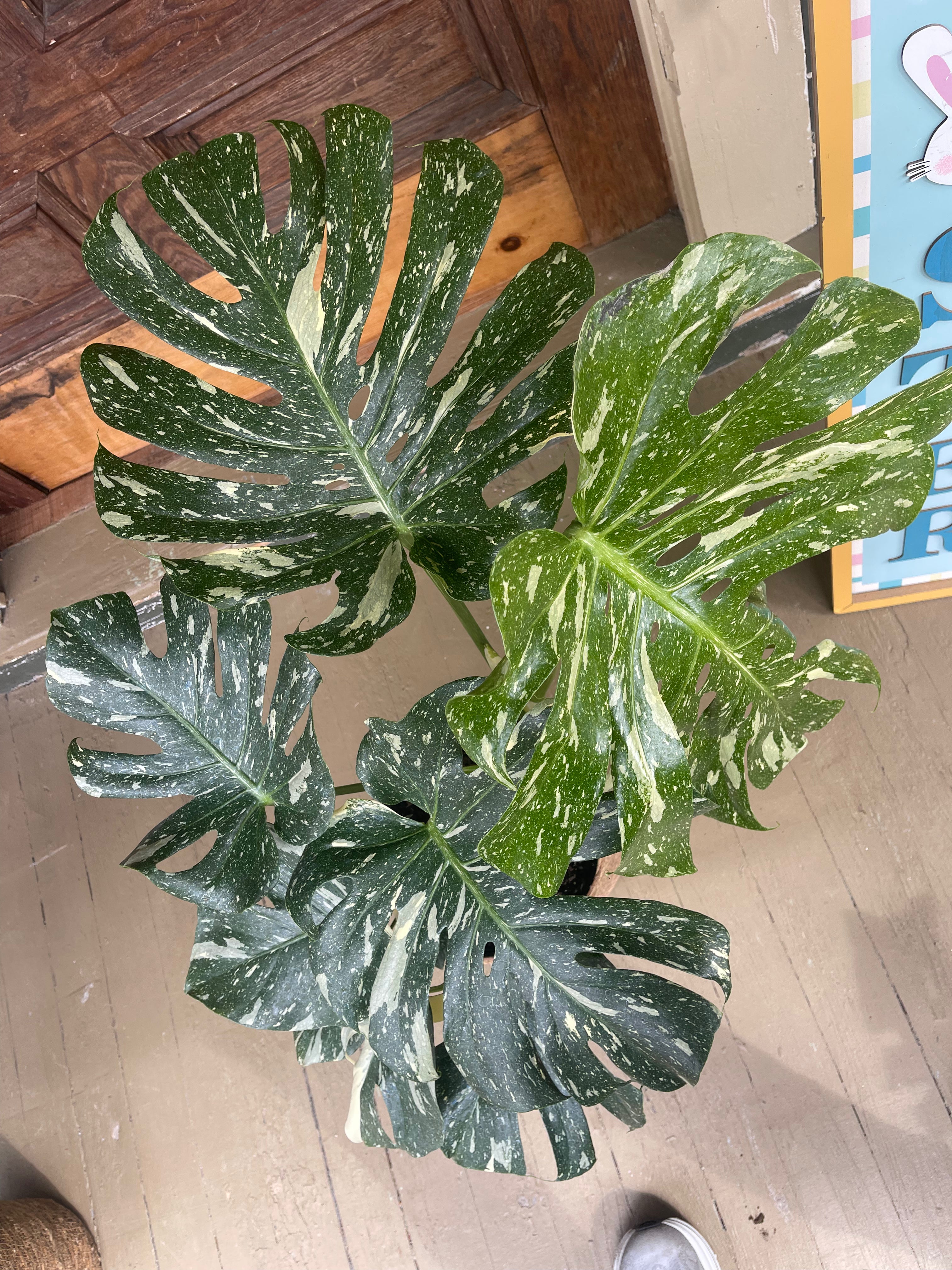 Monstera Thai Con