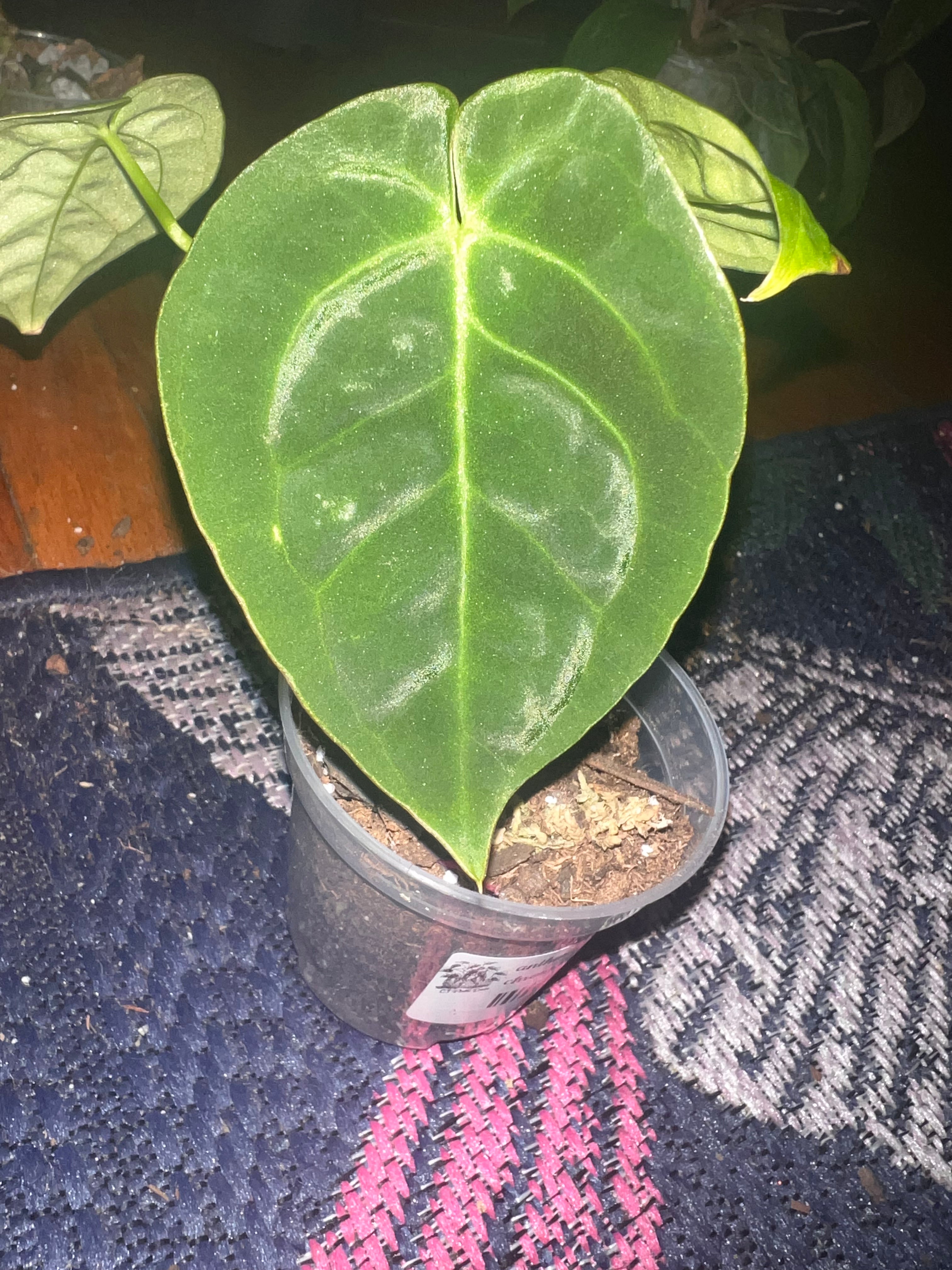 Anthurium silver chrome x pap gy