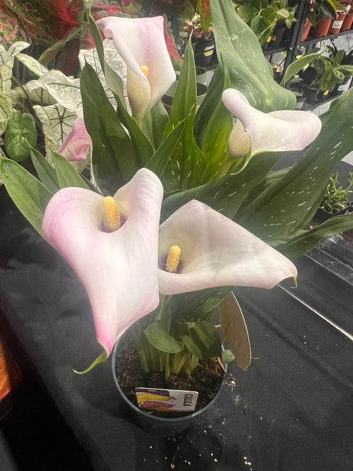 4” calla lily