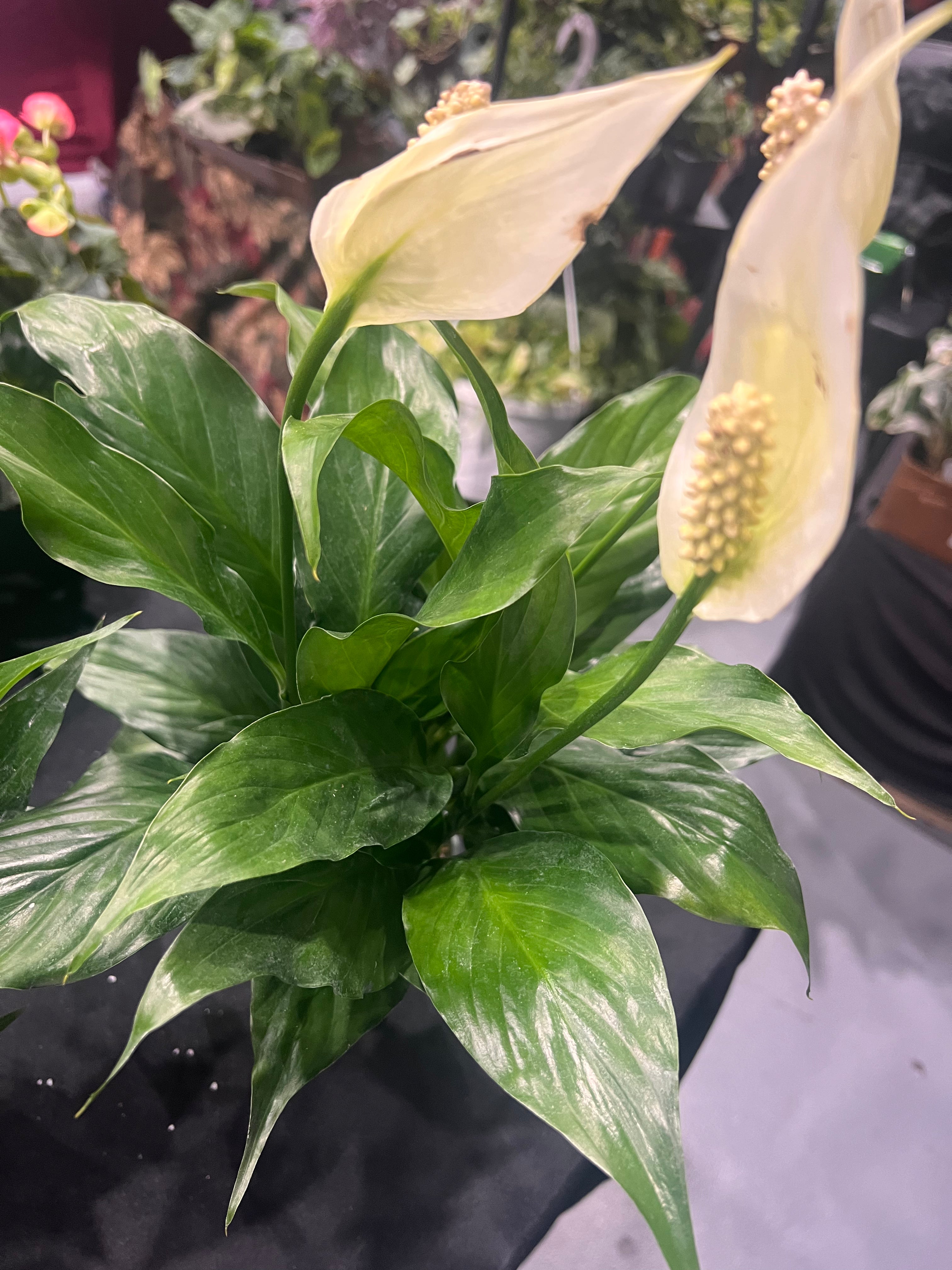 Peace lily
