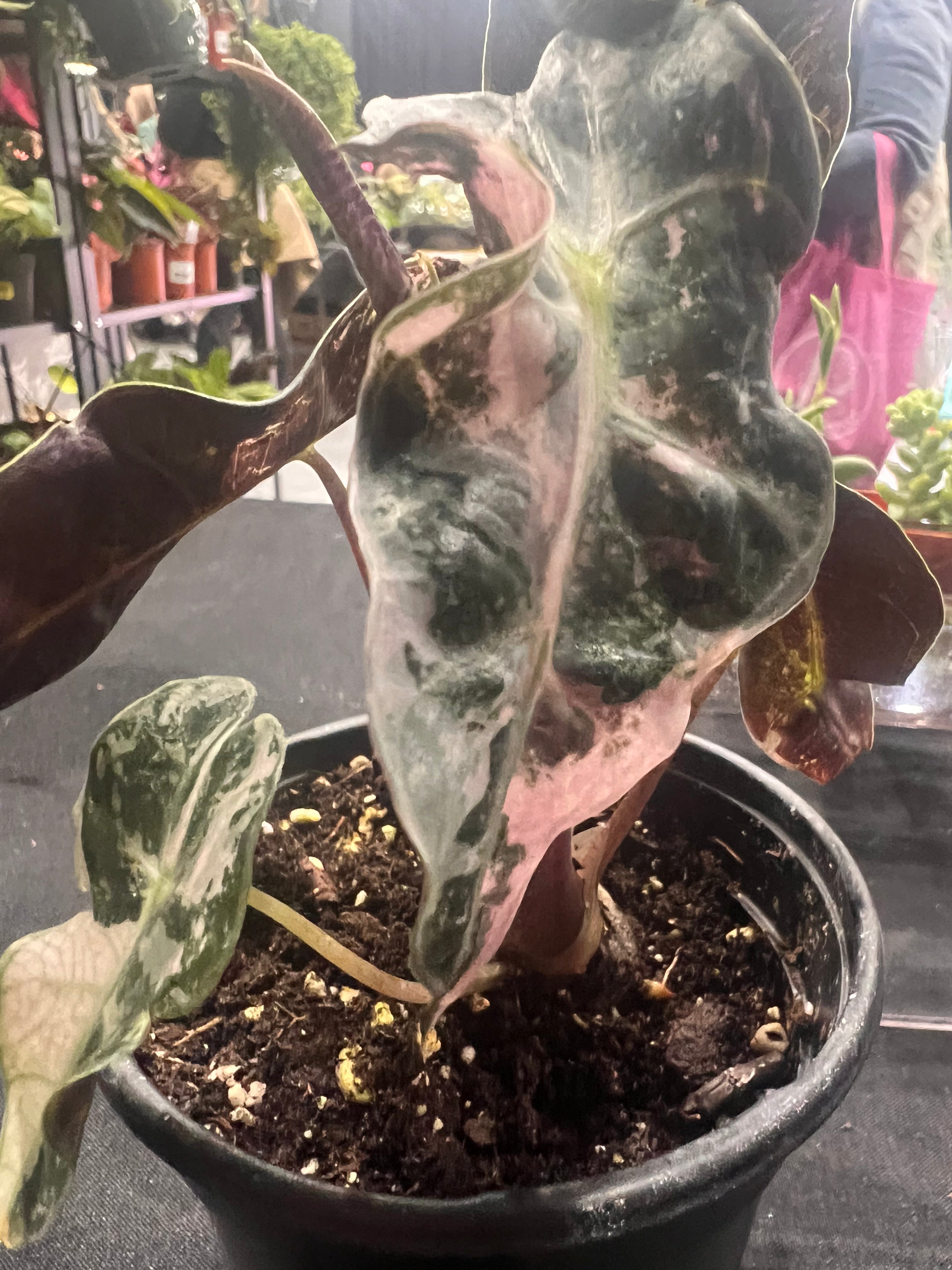 Alocasia polly4”